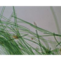 Phormidium