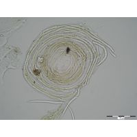 Phormidium vulgare