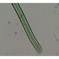 Planktothrix cryptovaginata