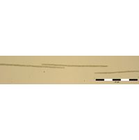 Planktothrix agardii