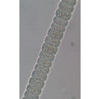 Planctothrix planctonica