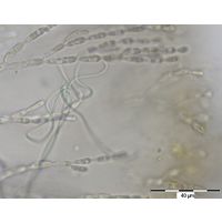 Pseudanabaena starmachii