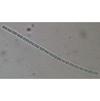 Pseudanabaena catenata