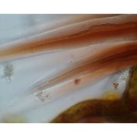 Schizothrix