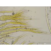 Schizothrix semiglobosa