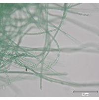 Spirulina major