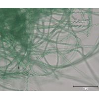 Spirulina major