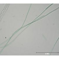Spirulina major