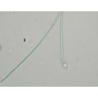 Spirulina major