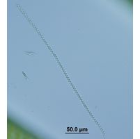Spirulina major
