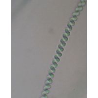 Spirulina