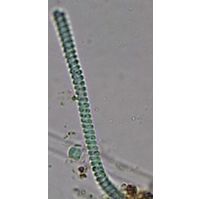 Spirulina subsalsa