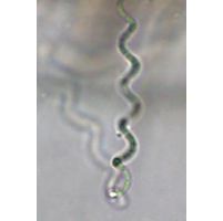 Spirulina nodosa
