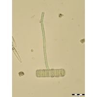 Spirulina subsalsa