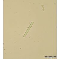 Sapirulina subsalsa