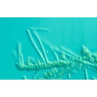 Fischerella