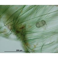 Hapalosiphon fontinalis
