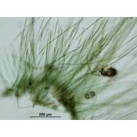 Hapalosiphon fontinalis