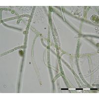 Hapalosiphon fontinalis