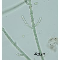 Hapalosiphon fontinalis