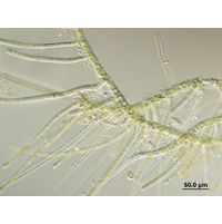 Hapalosiphon fontinalis