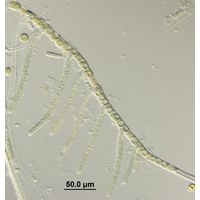 Hapalosiphon fontinalis