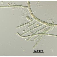 Hapalosiphon fontinalis
