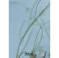Hapalosiphon sp.