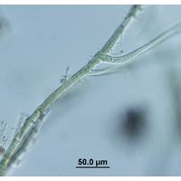 Hapalosiphon sp. 