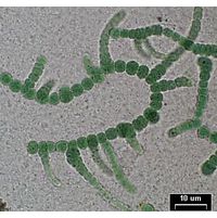 Mastigocladus