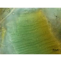Stauromatonema viride