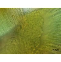 Stauromatonema viride