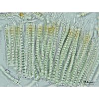 Stauromatonema viride