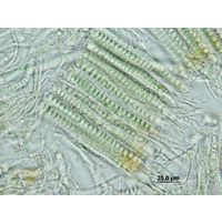 Stauromatonema viride