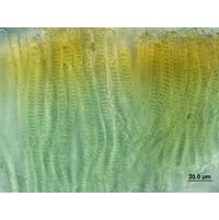 Stauromatonema viride
