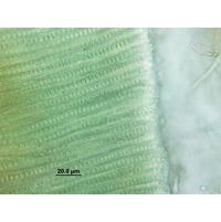 Stauromatonema viride