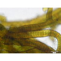 Stigonema panniforme