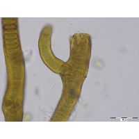 Stigonema panniforme