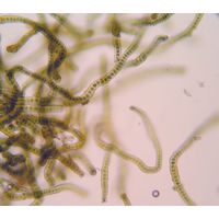 Stigonema