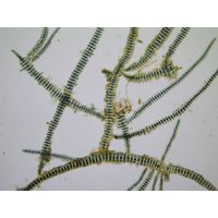 Stigonema leprieurii