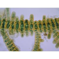 Stigonema leprieurii