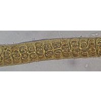 Stigonema