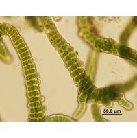 Stigonema mamillosum
