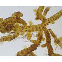 Stigonema mamillosum