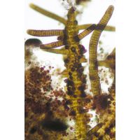 Stigonema mamillosum