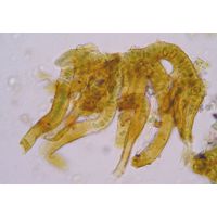 Stigonema