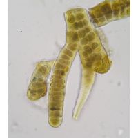 Stigonema