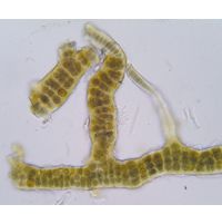 Stigonema