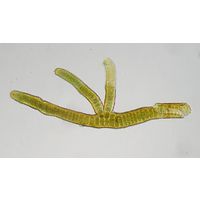Stigonema ocellatum