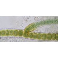 Stigonema